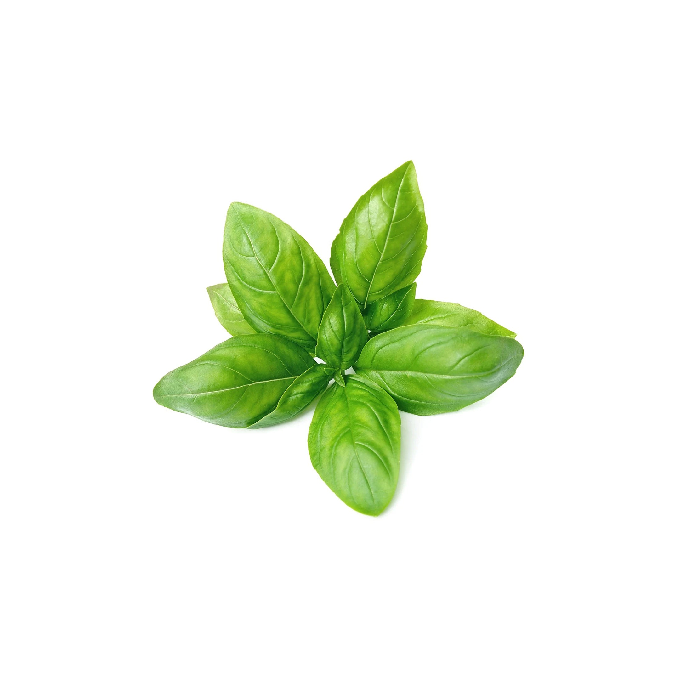 Basil Leaves